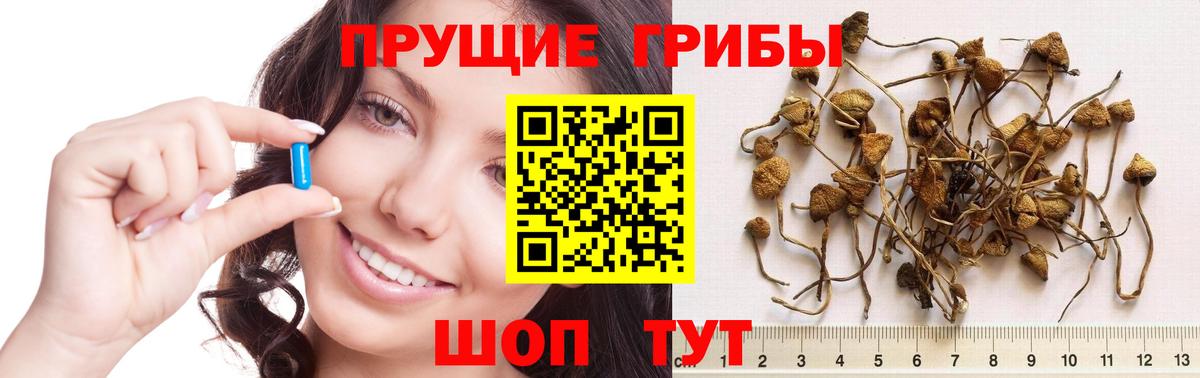 Псилоцибиновые грибы Cubensis Тихвин